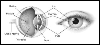 Structure of the eye